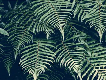 Are Ferns Toxic to Cats? Vet-Verified Facts & FAQ