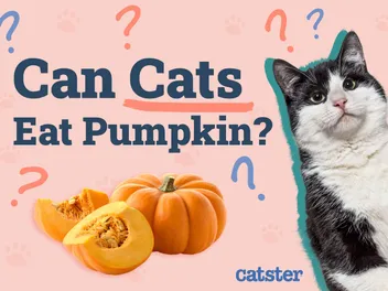 Can Cats Eat Pumpkin? Vet-Reviewed Facts & FAQ