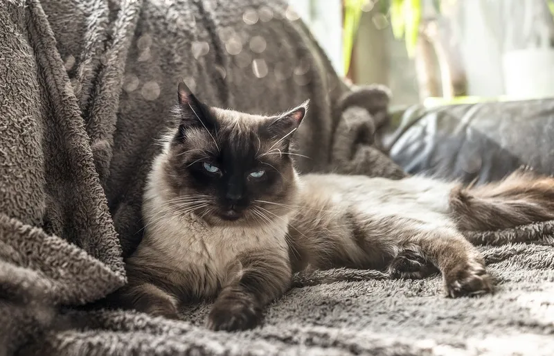 ragdoll lying on couch