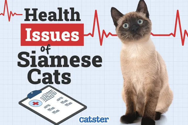 Siamese Cat Health Problems: 7 Vet-Reviewed Issues