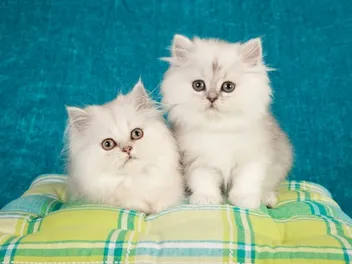 Persian Kittens for Sale in Arizona: Breeders List 2026
