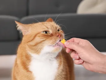 Supplements for Cats: Needs, Uses & Complete Guide (Vet Answer)