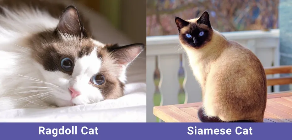 Ragsoll vs Siamese side by side