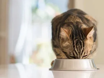 10 Best Diabetic Cat Foods in Canada in 2026: Reviews & Top Picks