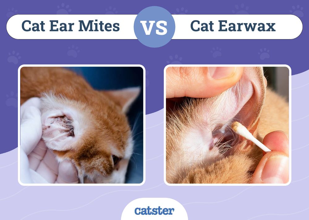 cat ear mites vs cat earwax featured image