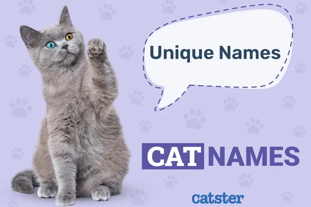 100+ Unique Cat Names: Ideas for Rare & Eclectic Kitties
