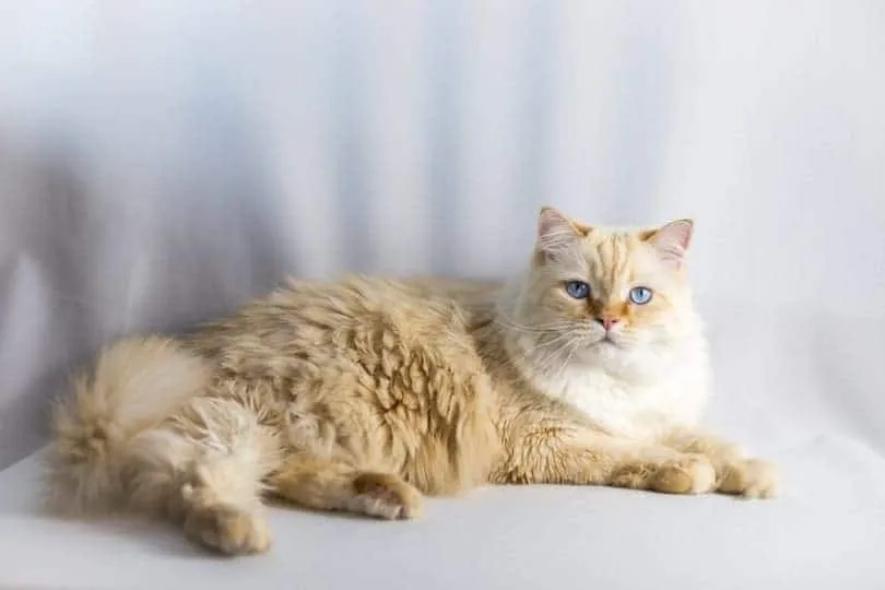flame-point-ragdoll-cat