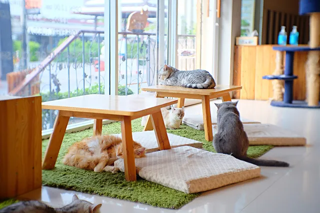 Cat Cafes in Texas in 2026: 3 Purr-fect Spots for Coffee & Cute Cats