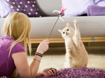 How Do Cats Play with Humans? Vet-Reviewed Feline Behavior