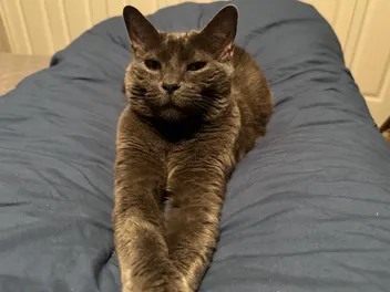 When an Aloof Cat Becomes a Lap Cat: Olga’s Rocky Transition
