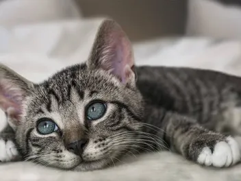 Cats Are So Cute I Can't Stand It! 15 Adorable Things Cats Do