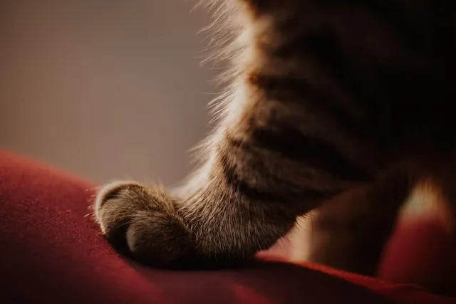 6 Reasons Your Cat Kneads and Purrs: Vet-Approved Facts