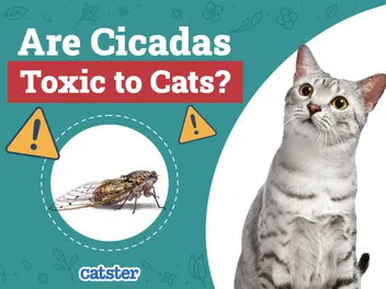 Can Cats Eat Cicadas? Vet-Reviewed Health Concerns