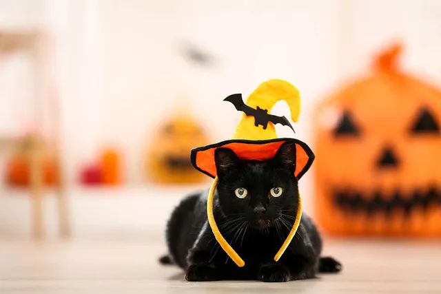 6 Spooky DIY Halloween Cat Toys To Make Today (With Pictures)