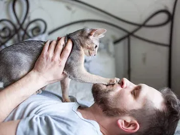 The 5 Things Cats Are Communicating With a Paw to the Face