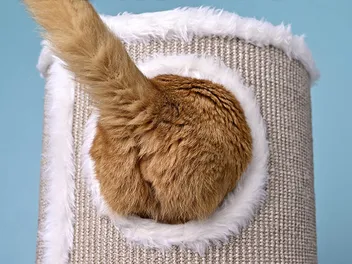 Why Do Cats Like Their Butt Scratched? (7 Interesting Reasons)