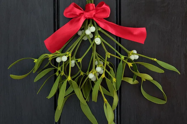 9 Holiday Plants That Pose a Danger to Cats (With Pictures)