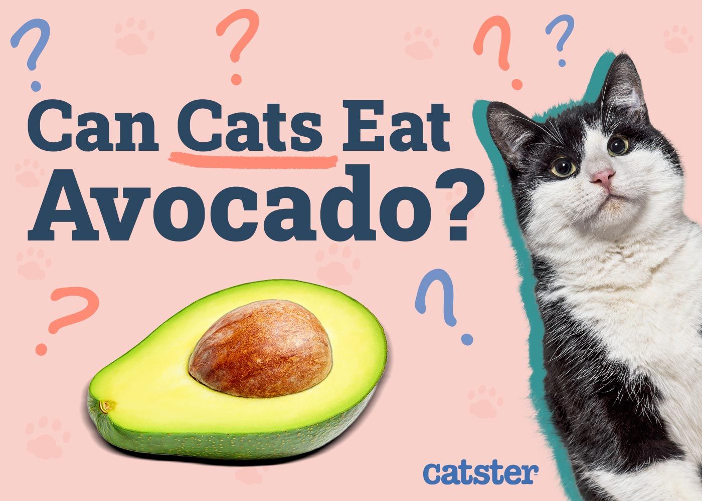 Can Cats Eat Avocado