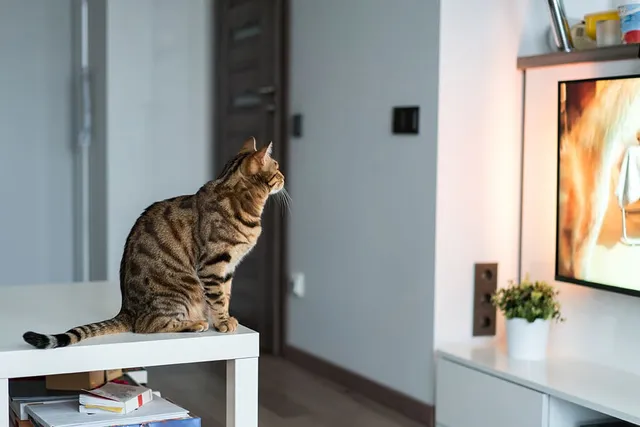 Can Cats See TV? Vet-Reviewed Facts & Feline Preferences