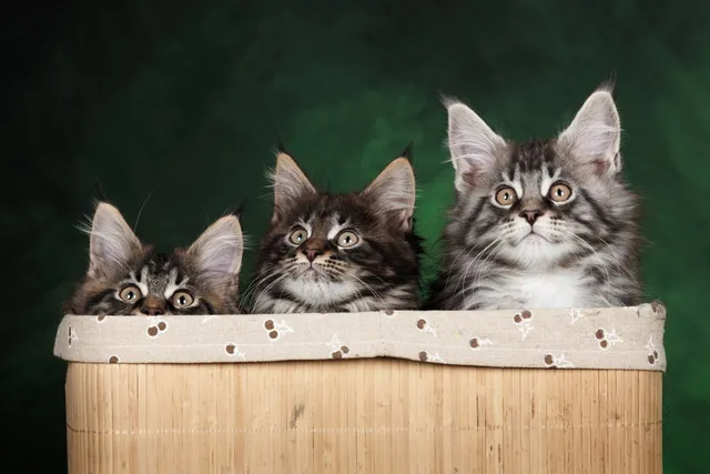 Maine Coon Kittens for Sale in North Carolina: Breeders List 2026