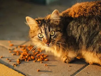 What To Feed A Colony of Feral Cats? 12 Vet Approved Tips & Advice