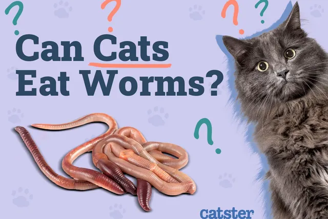 Can Cats Eat Worms (Earthworms)? Vet Approved Facts & Safety Tips