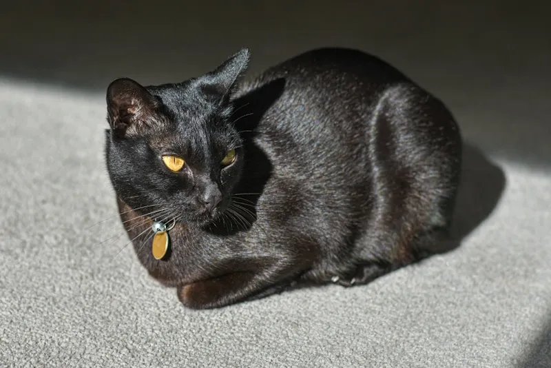 Black Mnadalay cat with orange eyes