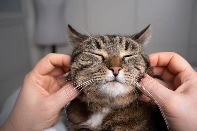 35 Wholesome Cat Memes – Cuddly Felines to Brighten Your Day
