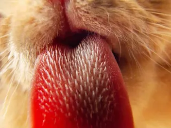 Why Are Cat Tongues Rough? 9 Vet-Approved Possible Reasons