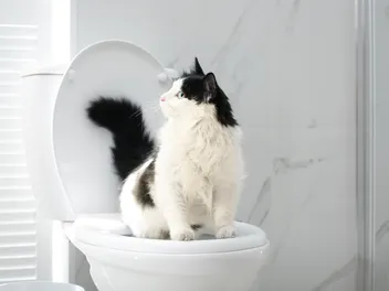 Can I Toilet Train My Cat? Vet-Reviewed Pros & Cons
