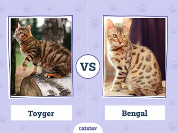 Toyger vs. Bengal: Main Differences (With Pictures)