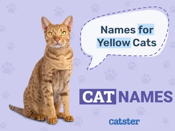 200+ Yellow Cat Names: Great Names for Your Sunny Cat