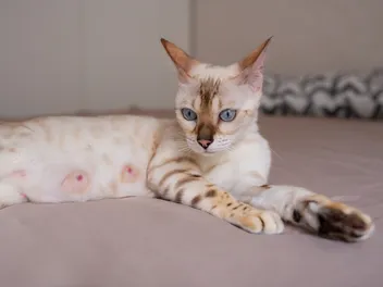 Mastitis in Cats: Our Vet Explains Signs, Causes & Treatment
