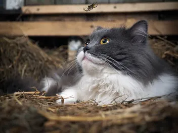4 Home Remedies for a Spider Bite on Your Cat – Our Expert Guide