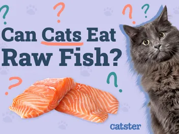Can Cats Eat Raw Fish? Vet Approved Nutritional Facts & FAQ