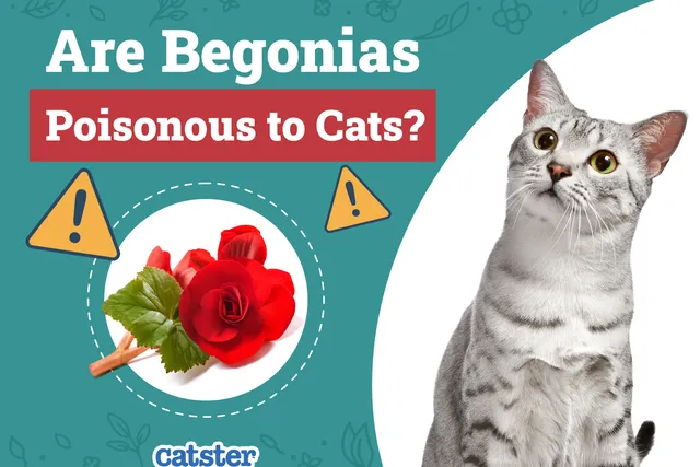 Are Begonias Poisonous to Cats? Vet-Verified Facts, Risks & Safety Guide