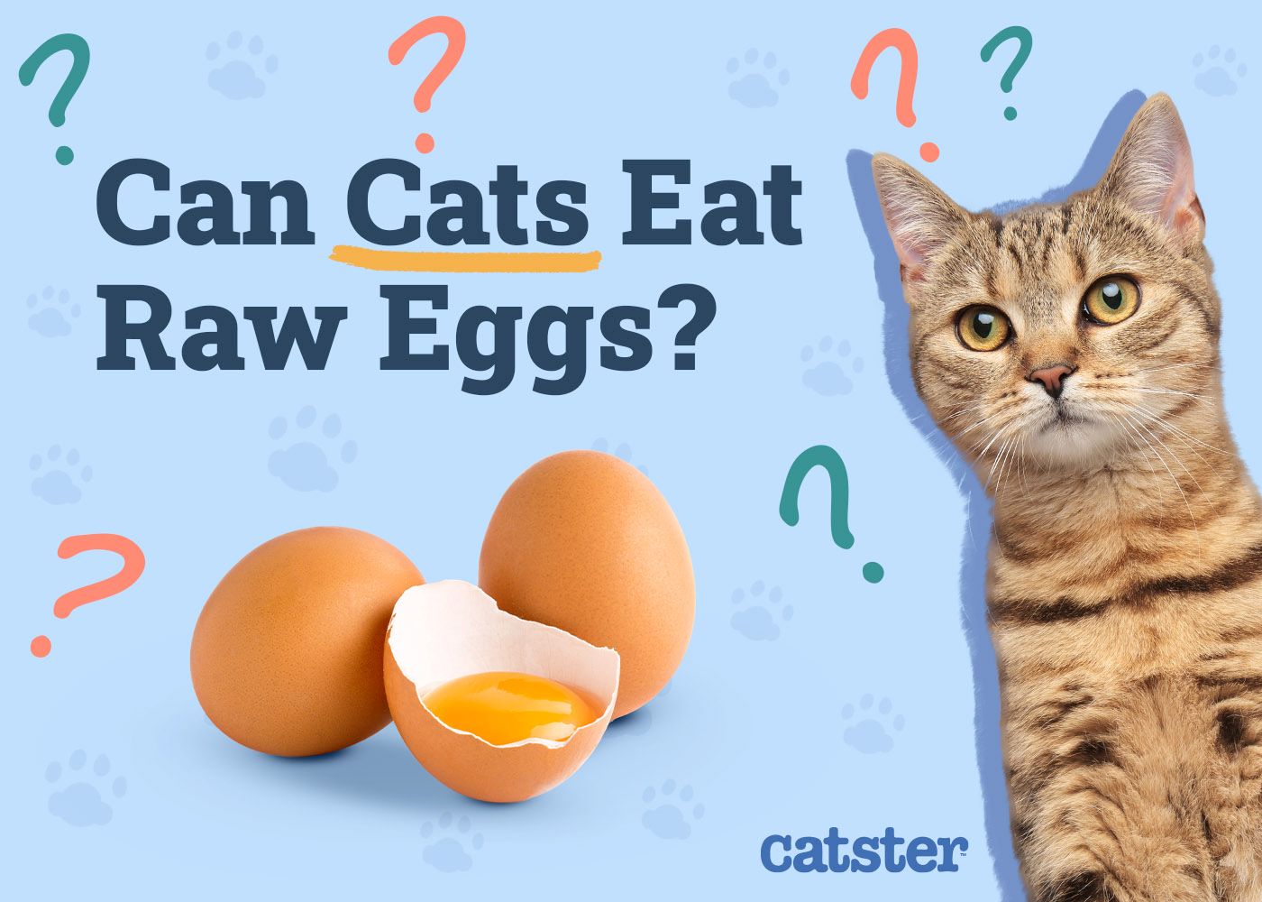 Catster_Can Cats Eat Raw Eggs_v1_Dec 4 2024