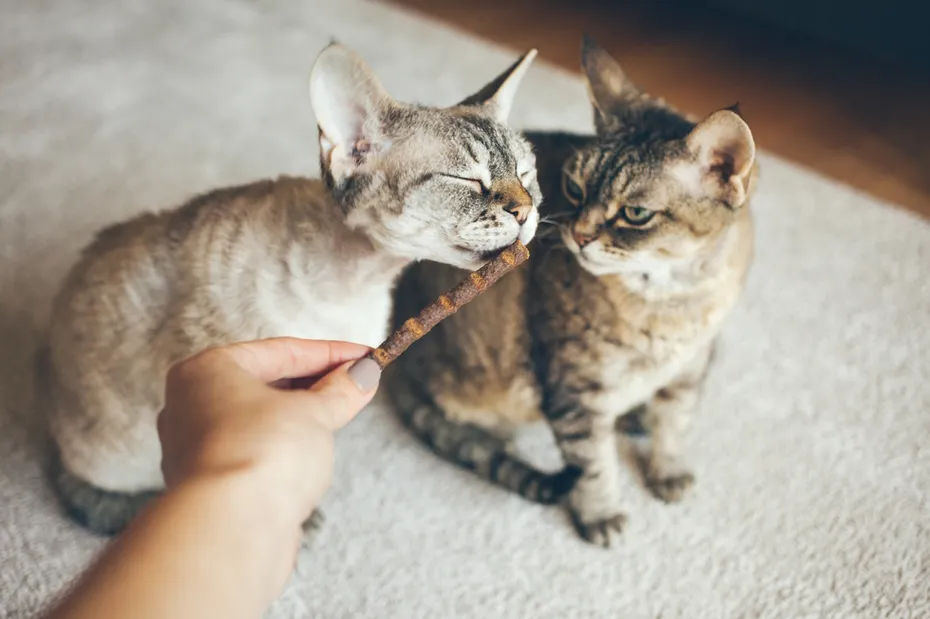 devon-rex-cats-haing-chew-sticks