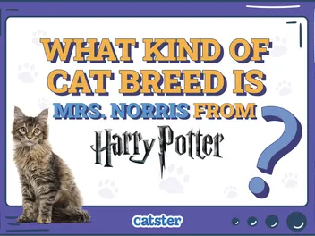 What Kind of Cat Breed Is Mrs. Norris From Harry Potter? Interesting Movie Facts