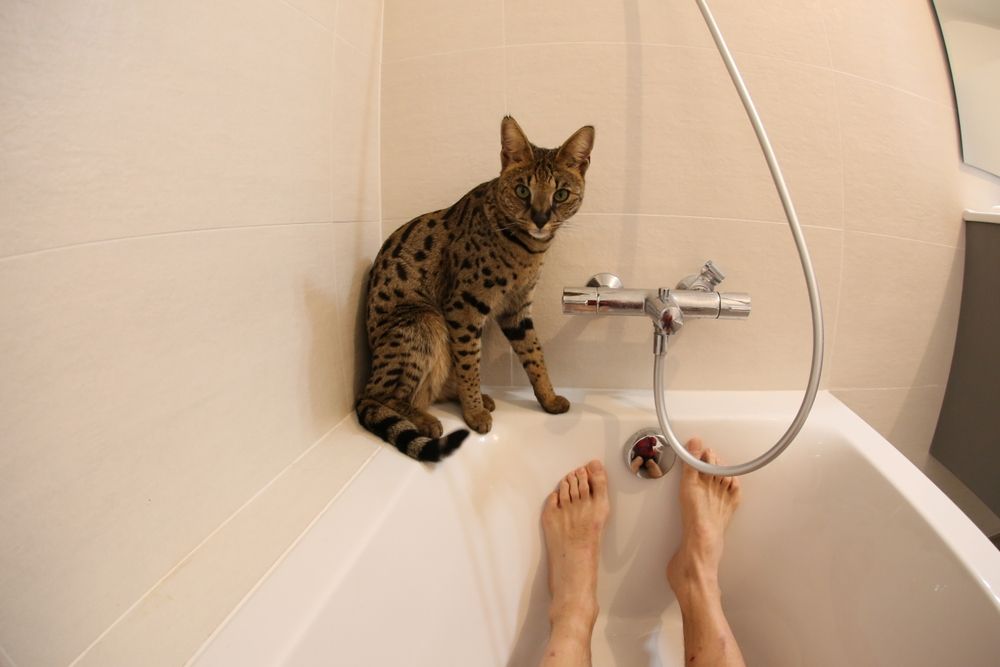 cat staring at their owner in the bathtub