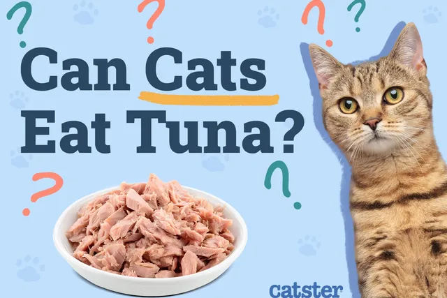 Can Cats Eat Tuna? Vet-Reviewed Nutrition Facts & FAQ