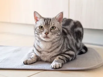 How Big Do American Shorthair Cats Get? Vet-Reviewed Average Size & Growth Chart