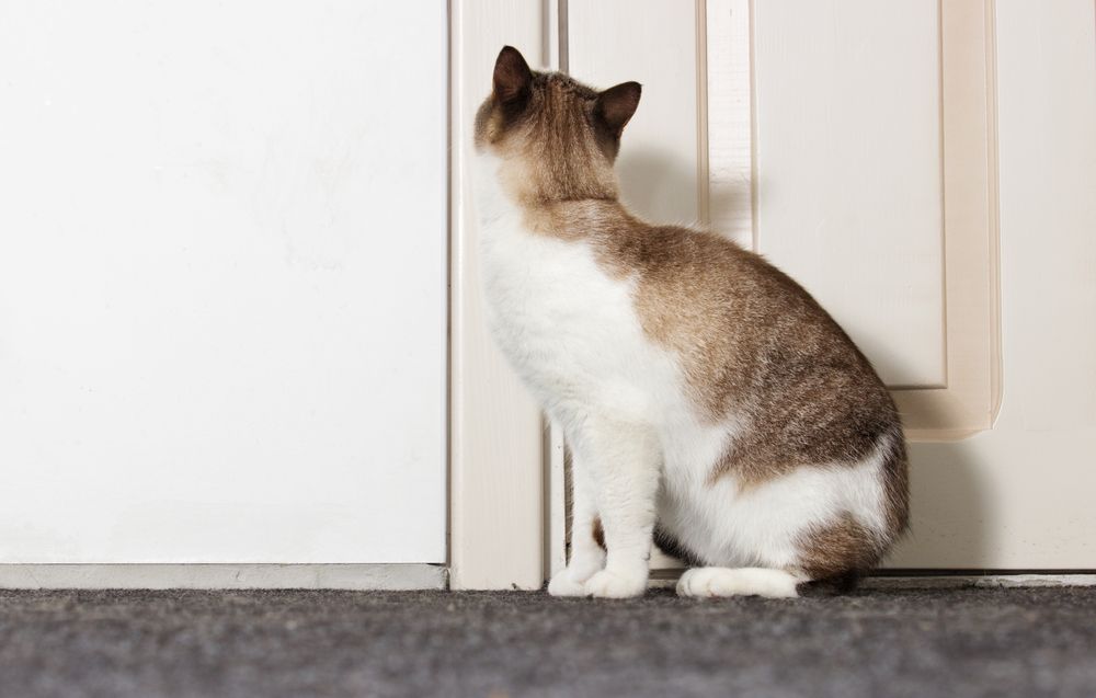 cat sitting outside the door