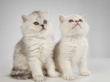 Persian Kittens For Sale in USA: 2026 Breeders List