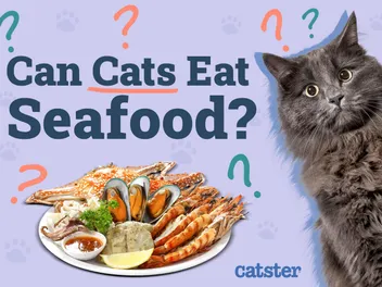 Can Cats Eat Seafood? Vet Approved Facts & Health Guidelines