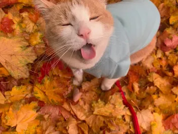 Meet Marv the Adventure Cat: My Advice To Give The Cat Leash A Try