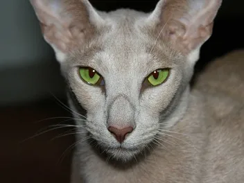 Do Oriental Shorthair Cats Shed? Breed Vet -Verified Facts & FAQ