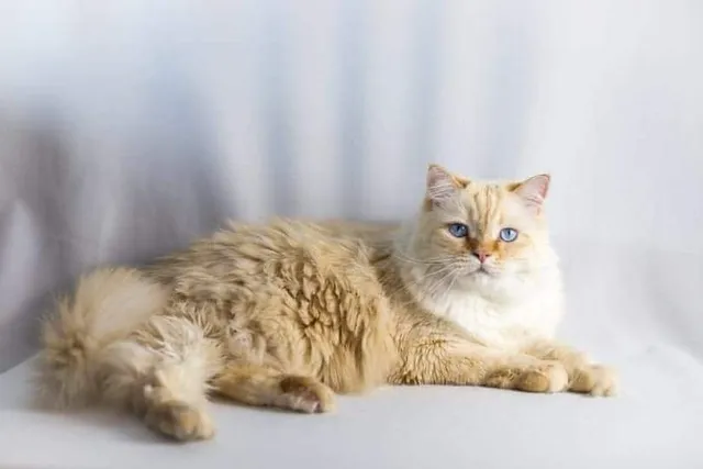 Ragdoll Cat Grooming: 10 Vet-Approved Tips & Tricks