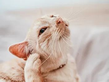 Why Do Cats Scratch Their Ears? 7 Vet-Verified Reasons, Signs & Treatment
