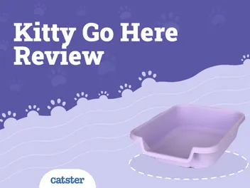 Kitty Go Here Cat Litter Box Review in 2026 - Pros, Cons, FAQ & Verdict